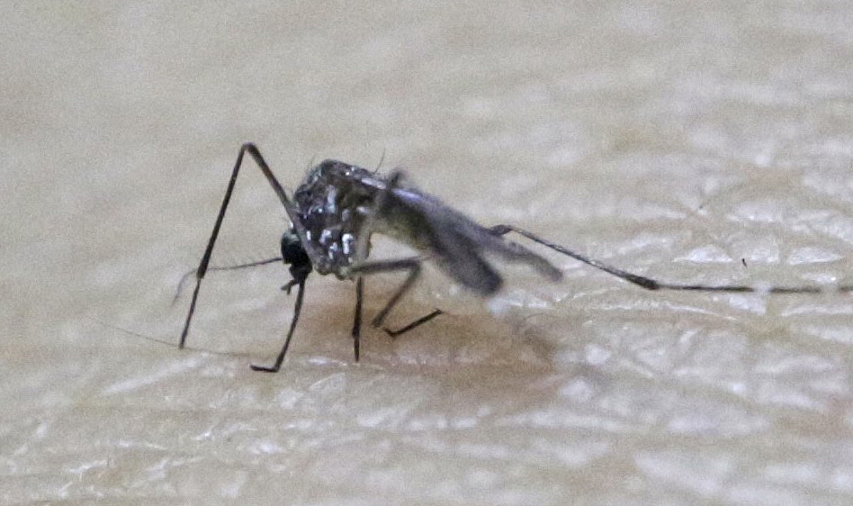 Aedes Aegypti